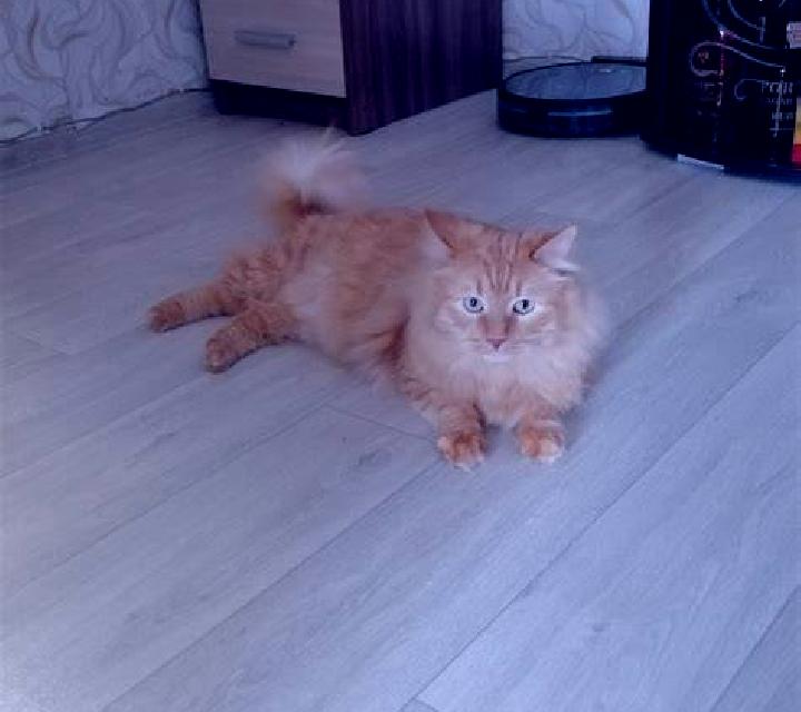 Amanda Montealegre del Castillo escort