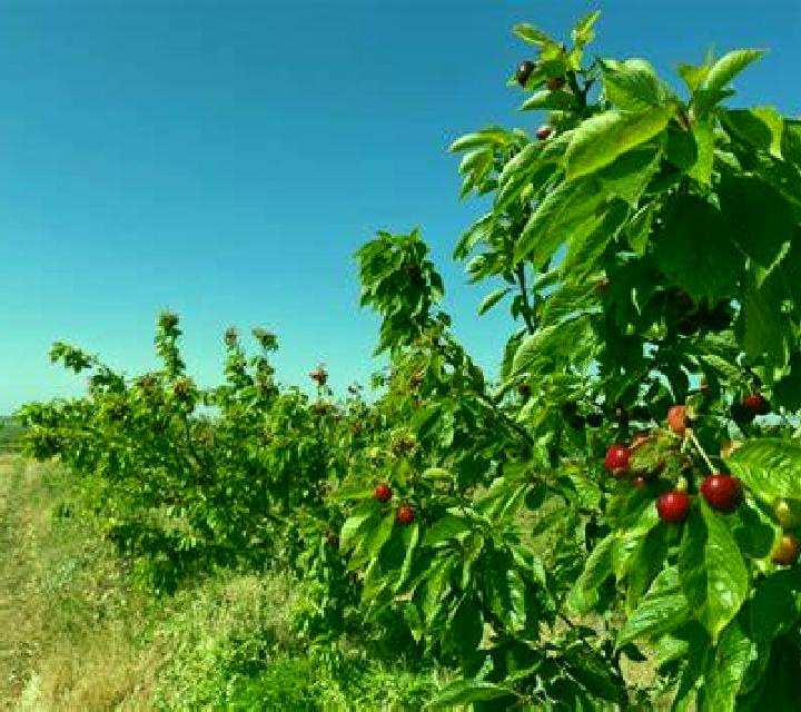 Estrella 3 Cassa de la Selva escort