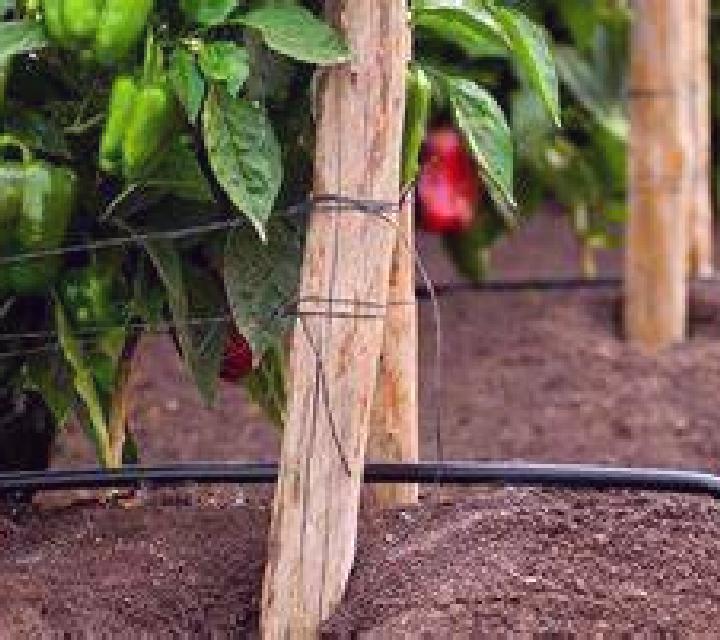 Patricia Torre de Miguel Sesmero escort