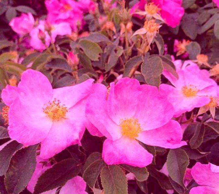 Rosa Arzua escort