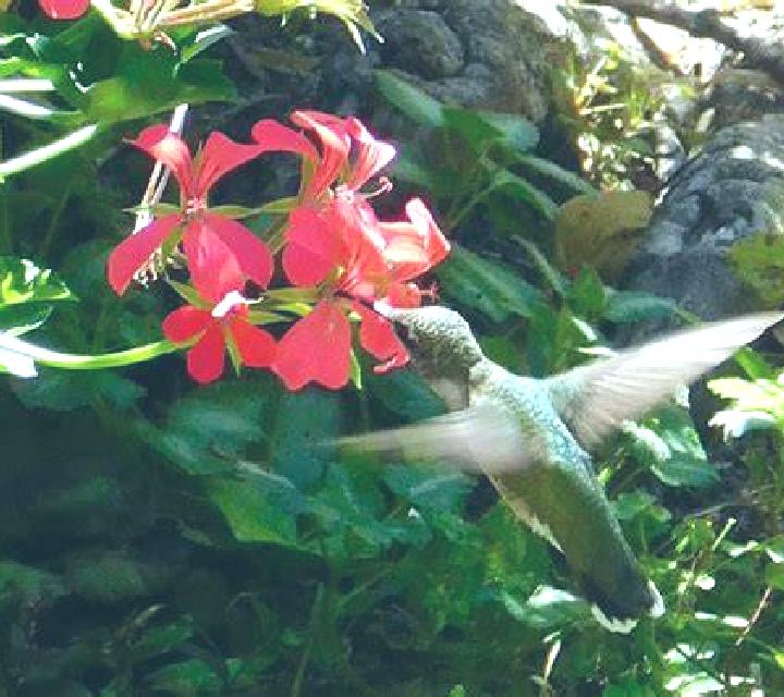 Rosa Entrala escort